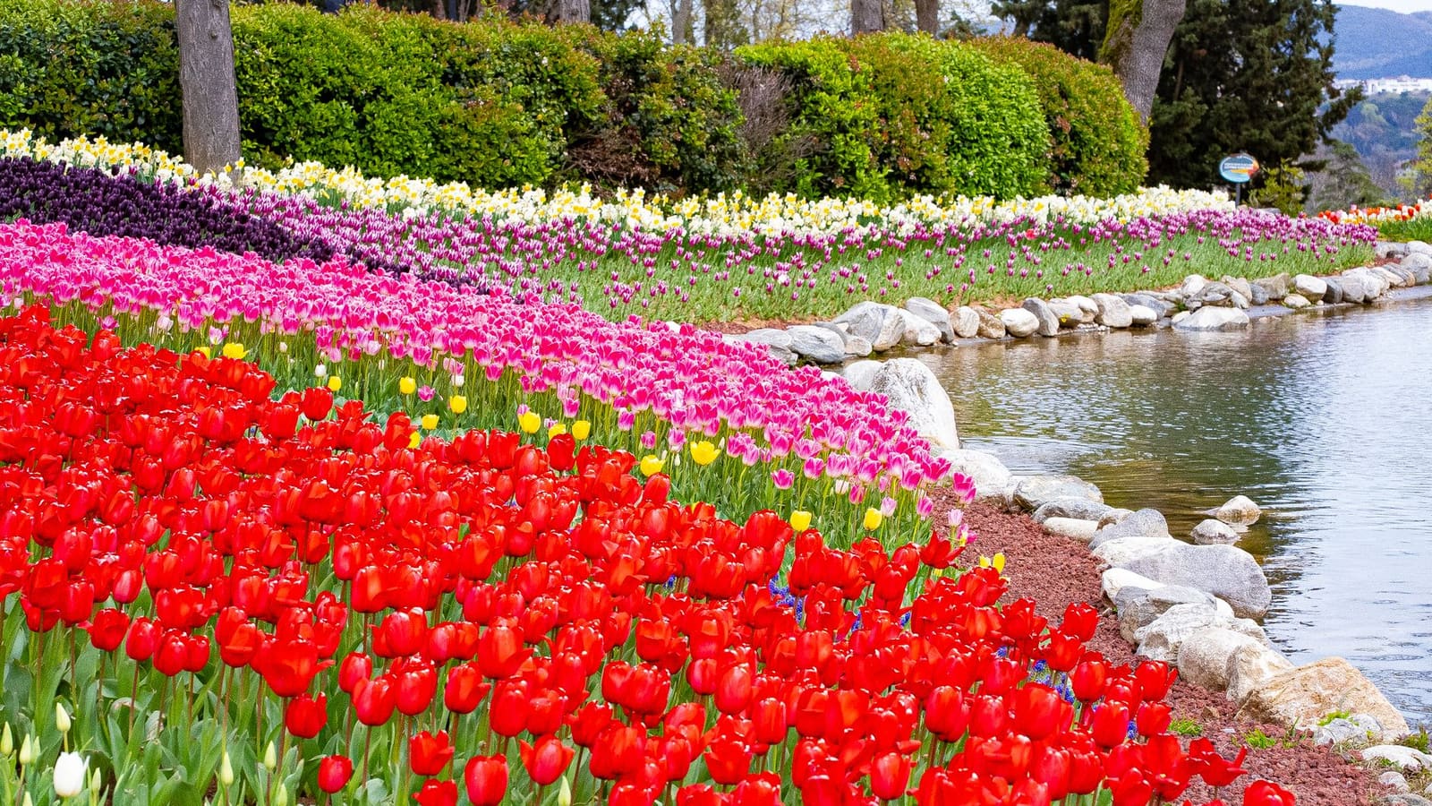 Bunte Tulpenfelder erstrecken sich entlang eines Teichs im Emirgan-Park.