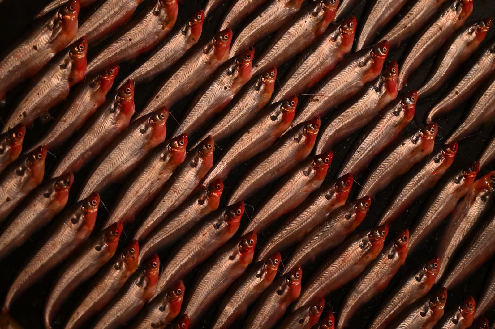 Frische Sardellen liegen dicht aneinander für die traditionelle Zubereitung von Hamsi.