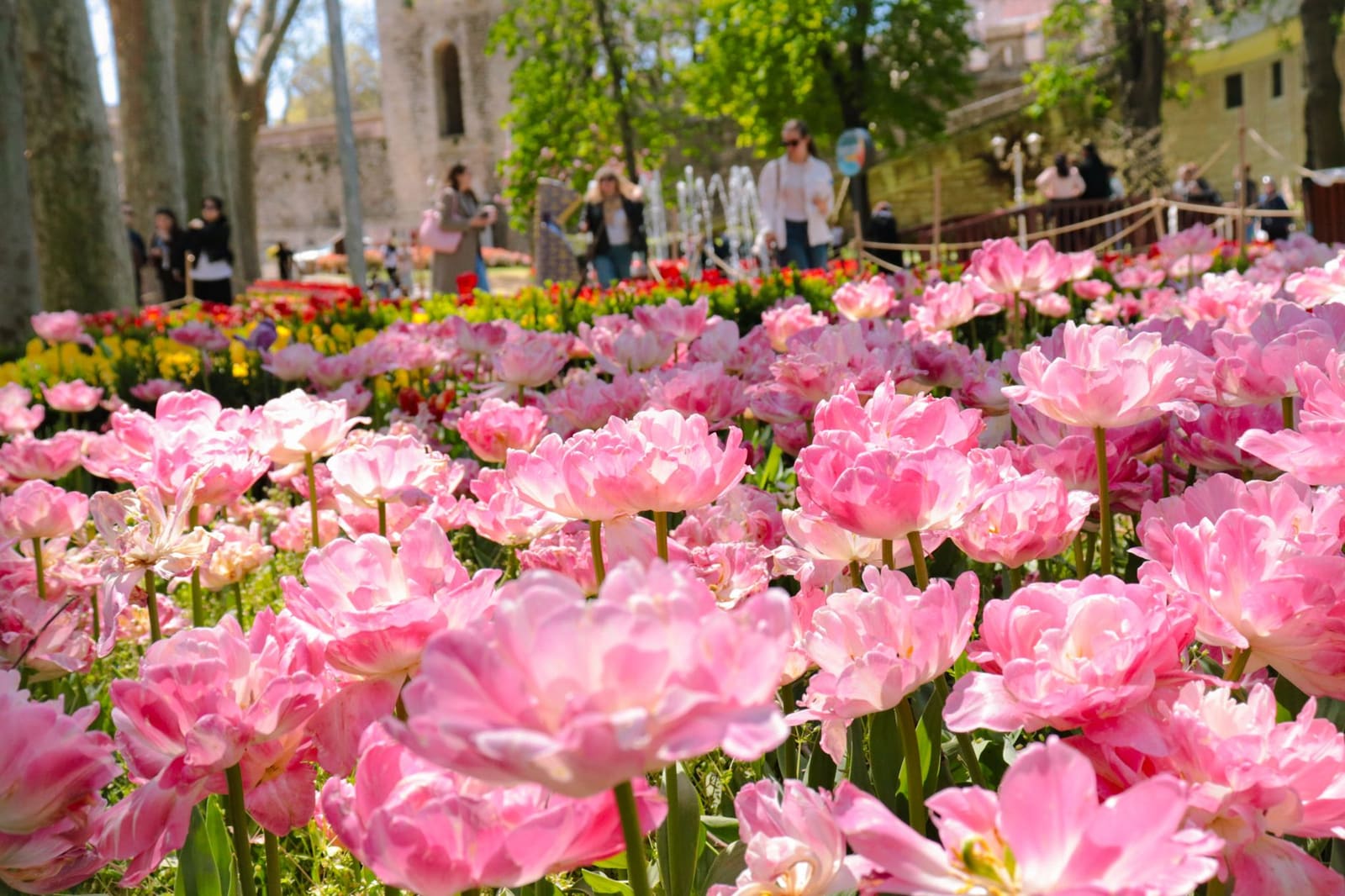 Gefüllte rosa Tulpen blühen im Gülhane-Park vor historischen Mauern.