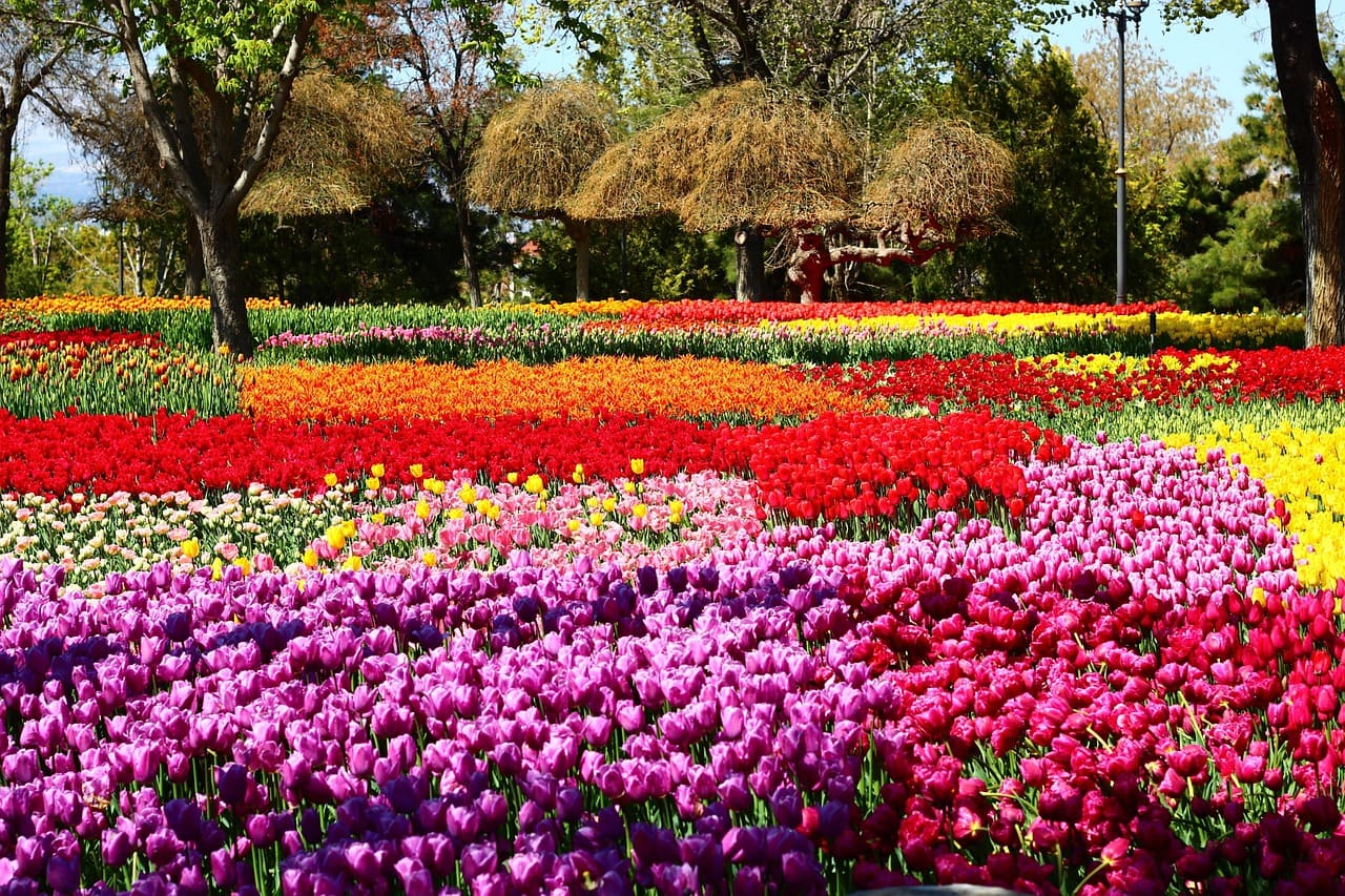 Das Istanbul Tulpenfestival 2026 mit den schönsten Parks und Tipps zur Anreise